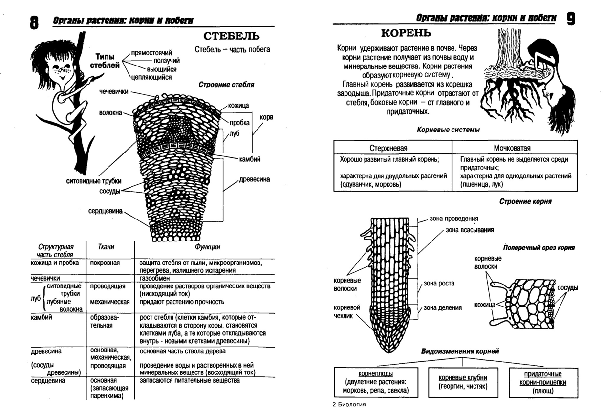 Придает прочность органам растения. Ботаника для ЕГЭ по биологии в таблицах и схемах. Подготовка к ЕГЭ биология схемы и таблицы. Биология ЕГЭ шпаргалки ботаника. Таблицы по ботанике 6 класс.